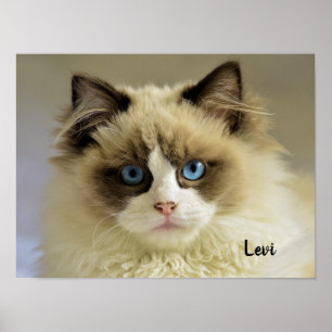 Affiche Belle chatte de poupée avec yeux bleus