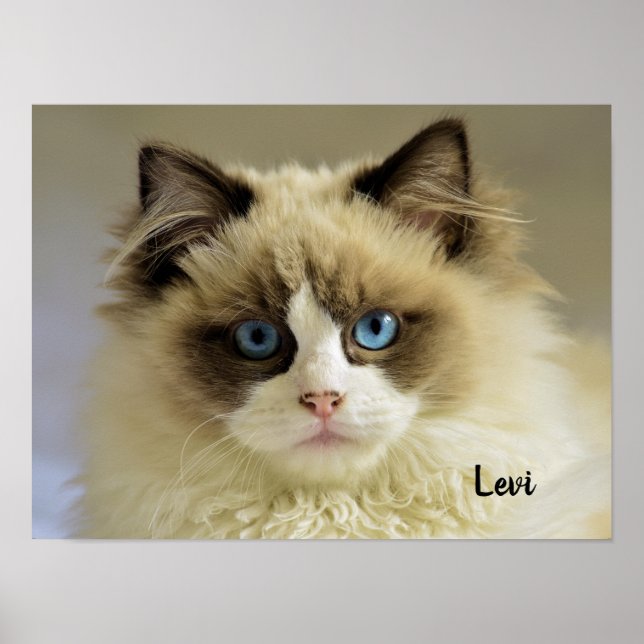 Affiche Belle chatte de poupée avec yeux bleus (Devant)