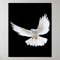 Belle Colombe Blanche Paisible Volante Photo Silho