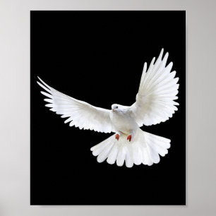 Affiche Belle Colombe Blanche Paisible Volante Photo Silho