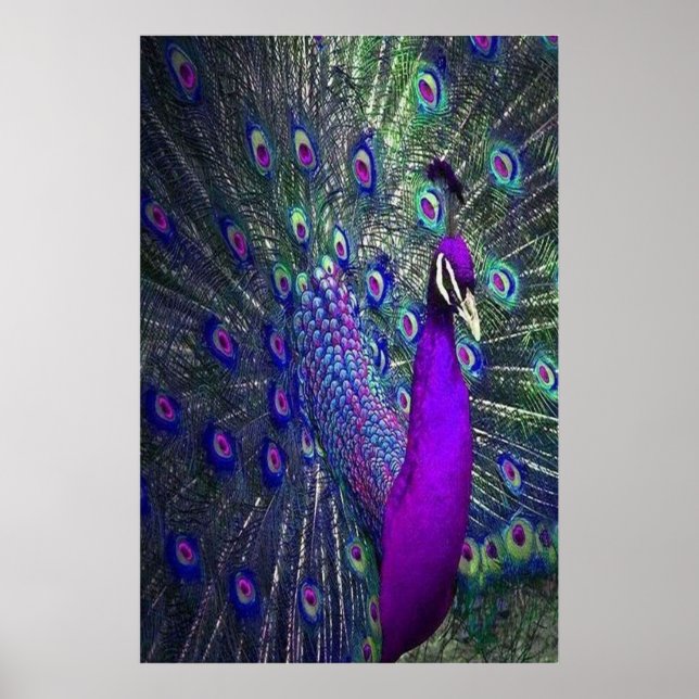 Affiche Belle couleur violet plumes Peacock Bird (Devant)