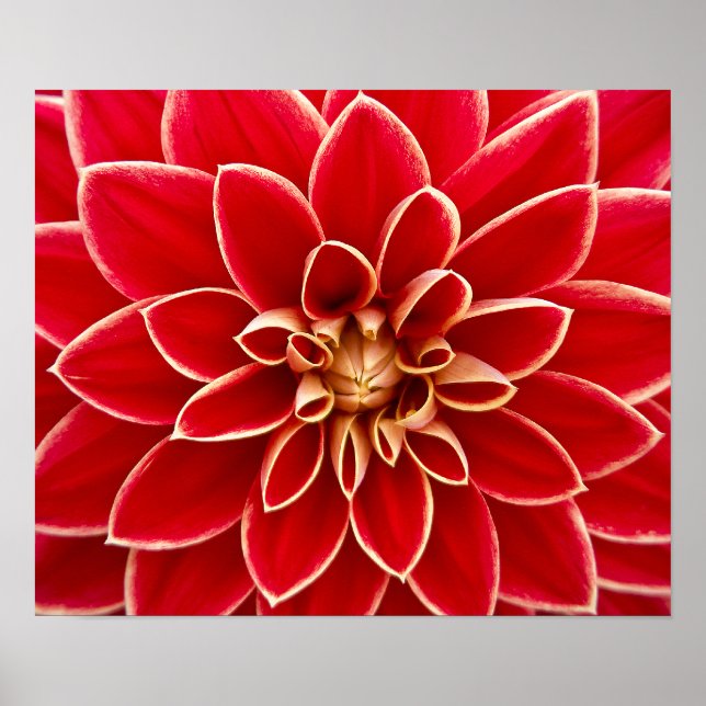 Affiche Belle dahlia rouge (Devant)