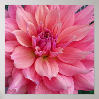 Affiche Belle de Barmera Dahlia Flower