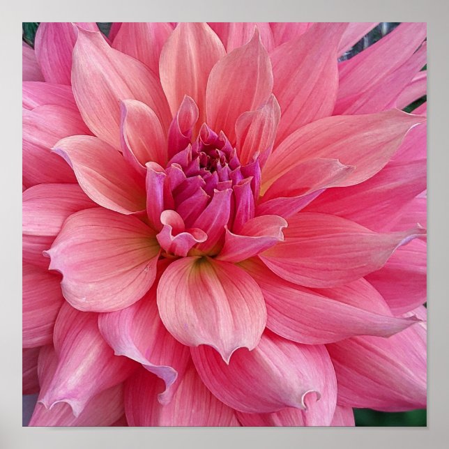 Affiche Belle de Barmera Dahlia Flower (Devant)