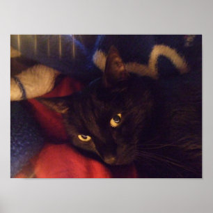 Affiche belle de chat noir