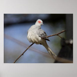 Affiche Belle douceur Diamond Dove