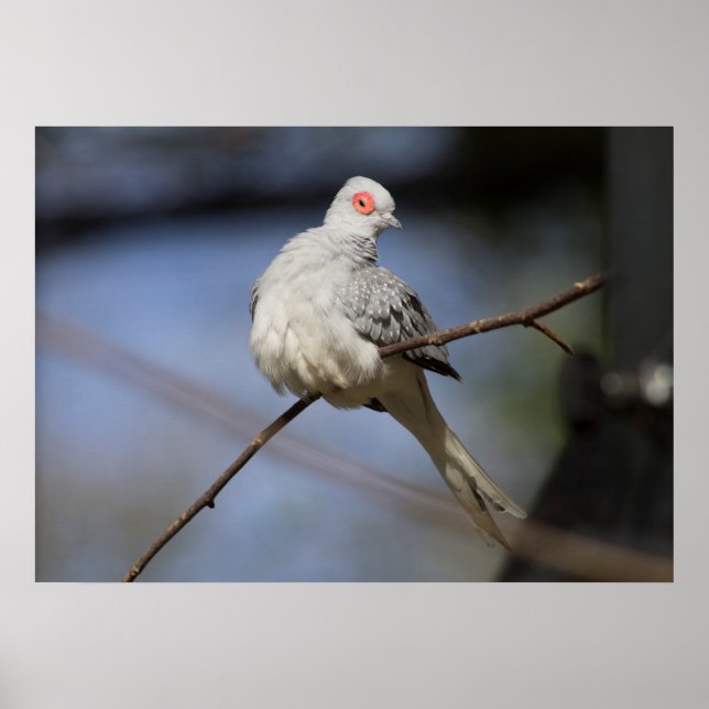 Affiche Belle douceur Diamond Dove (Devant)