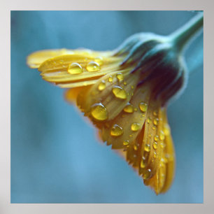 Affiche Belle Elégante Fleur de Marigold Jaune