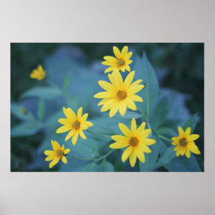 Affiche Belle Elégante Fleurs Jaunes Sunchoke Daisy