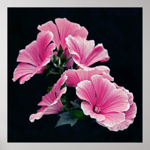 Affiche Belle Élégante Fleurs Roses de Mallow Rose