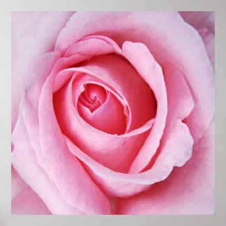 Affiche Belle Elégante Rose Rose Flower Macro