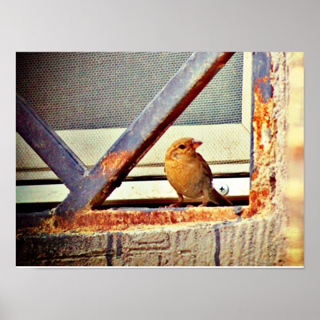 Affiche Belle Finch (Devant)