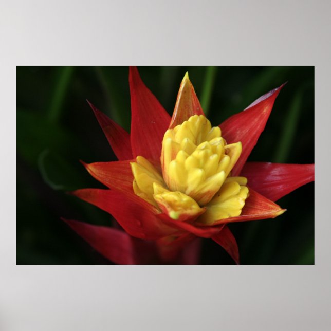 Affiche Belle Fleur (Devant)