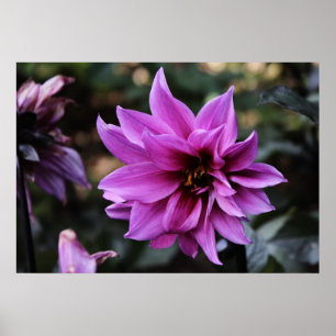 Affiche Belle Fleur Dahlia