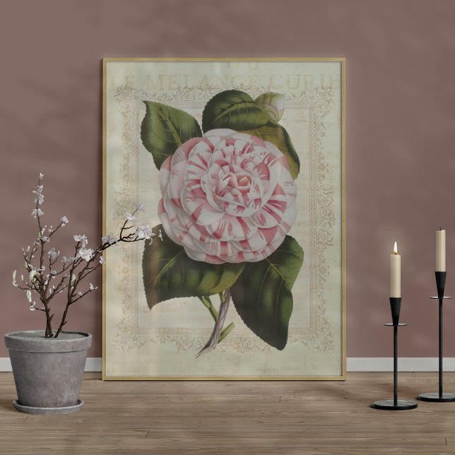 Affiche Belle Fleur de Camellia à imprimer Botanique (Créateur téléchargé)