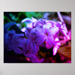 Affiche Belle Fleur de Jacinthe (Hyacinthus)