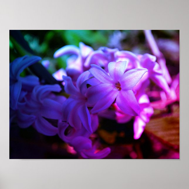 Affiche Belle Fleur de Jacinthe (Hyacinthus) (Devant)
