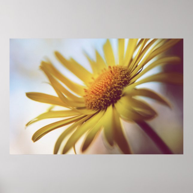 Affiche Belle Fleur de marguerite Abstraite et élégante (Devant)