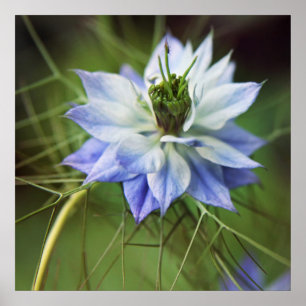 Affiche Belle Fleur nigella élégante