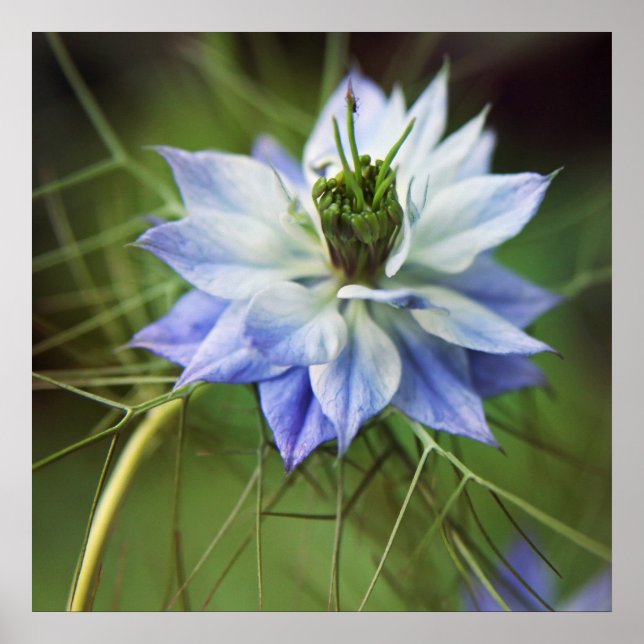 Affiche Belle Fleur nigella élégante (Devant)