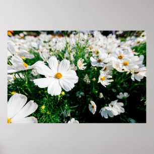 Affiche Belle fleurs de cosmos blanc fleurissant dans la g