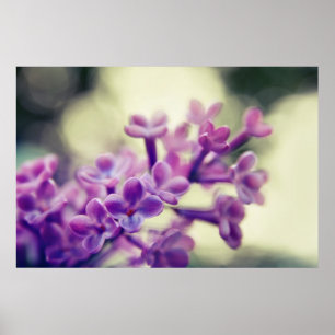 Affiche Belle Fleurs Lilac Violet Élégante