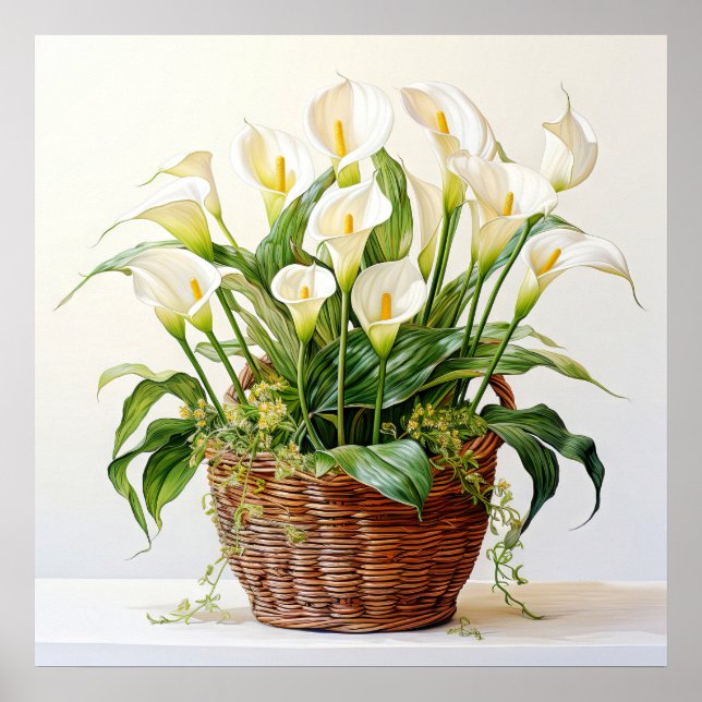 Affiche Belle floraison Calla Lily Fleurs (Devant)