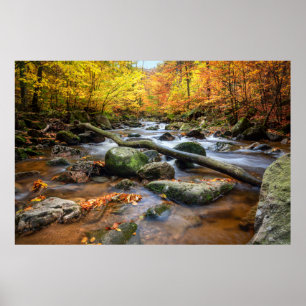 Affiche Belle forêt d'automne