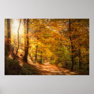 Affiche Belle forêt d'automne