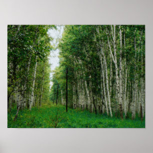 Affiche Belle forêt de bouleaux