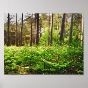 Affiche Belle forêt de fougères
