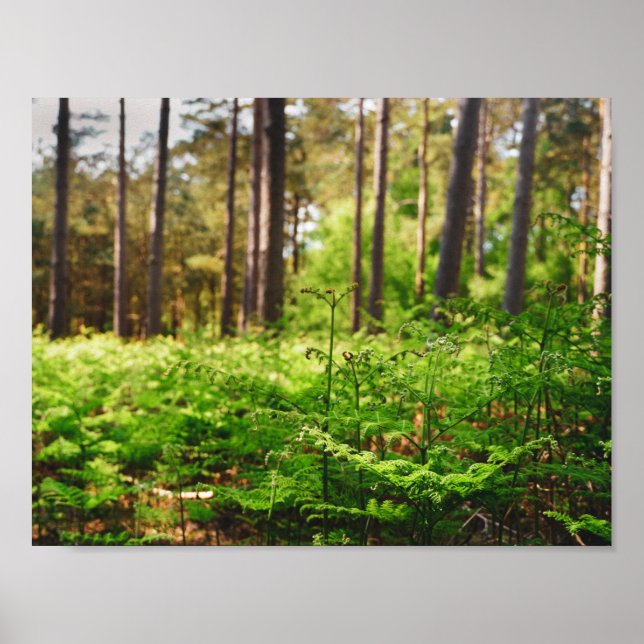 Affiche Belle forêt de fougères (Devant)