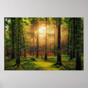 Affiche Belle forêt d'été Sunrise Paysage