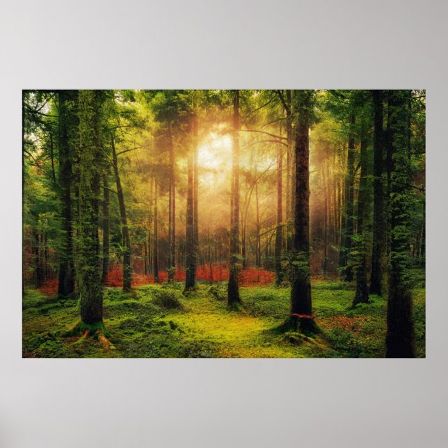 Affiche Belle forêt d'été Sunrise Paysage (Devant)