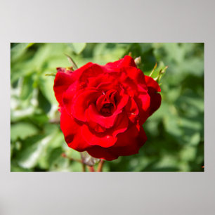 Affiche Belle grande rose rouge photo