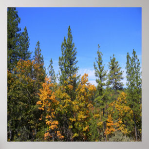 Affiche Belle Hayfork, Californie...