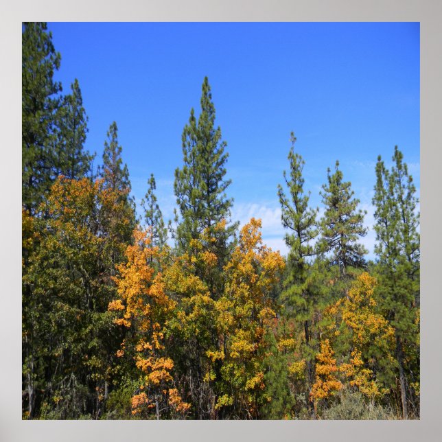 Affiche Belle Hayfork, Californie... (Devant)