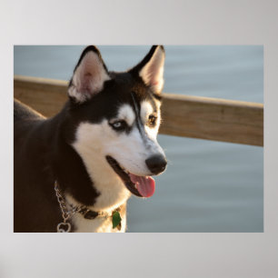 Affiche Belle Husky Photographie Chien à traîneau