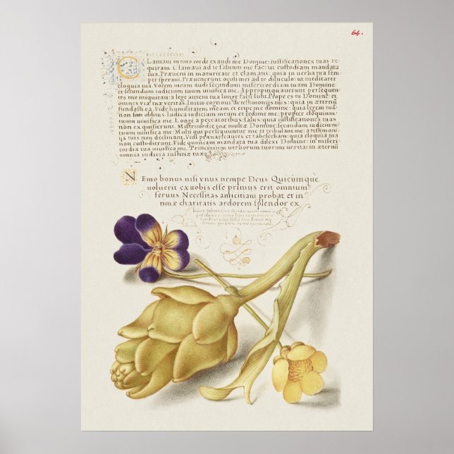 Affiche Belle illustration botanique Vintage (Devant)