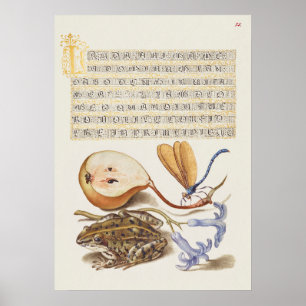 Affiche Belle illustration botanique Vintage