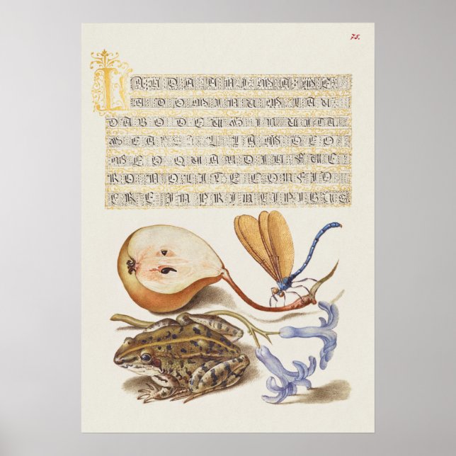 Affiche Belle illustration botanique Vintage (Devant)