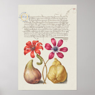 Affiche Belle illustration botanique Vintage
