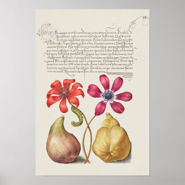 Affiche Belle illustration botanique Vintage (Devant)