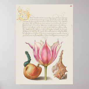 Affiche Belle illustration botanique Vintage