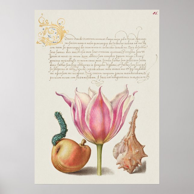 Affiche Belle illustration botanique Vintage (Devant)