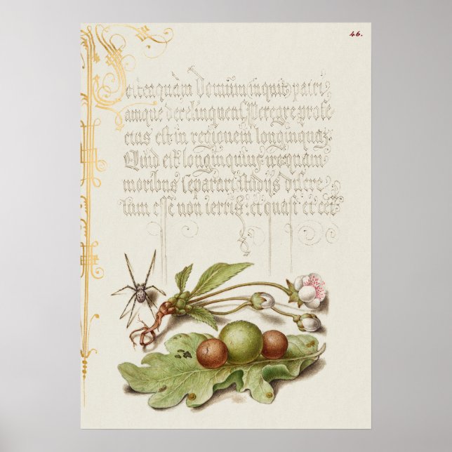 Affiche Belle illustration botanique Vintage (Devant)