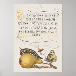 Affiche Belle illustration botanique Vintage