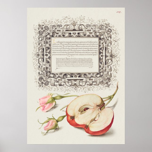 Affiche Belle illustration botanique Vintage (Devant)