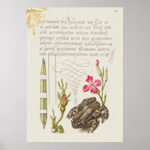 Affiche Belle illustration botanique Vintage