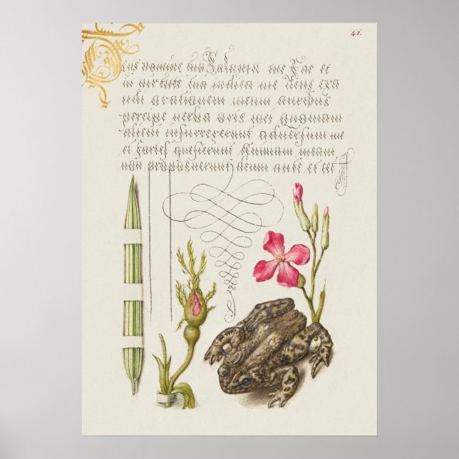 Affiche Belle illustration botanique Vintage (Devant)